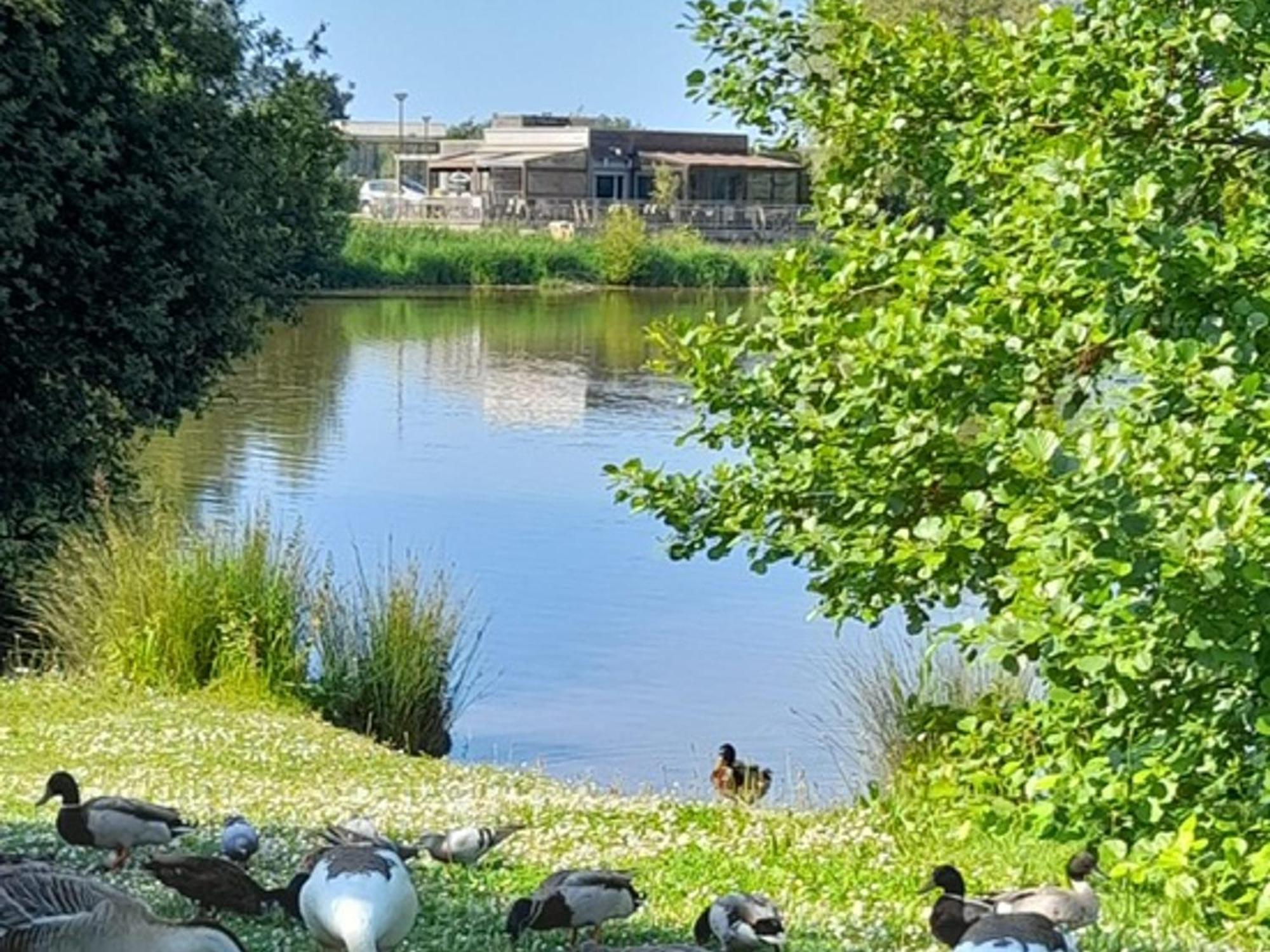 Appartement Refait A Neuf Avec Loggia Et Parking, A 2 Pas De La Plage Et Des Commerces - Fr-1-712-7 Villers-sur-Mer Bagian luar foto
